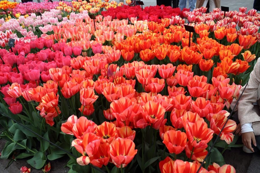 🌸 Jednodnevni Izlet: SAJAM CVIJEĆA Pordenone (Ortogiardino) & Čari Gradića